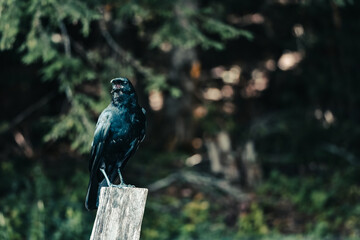 Crow sitting on wooden post in Great Smoky Mountains National Park