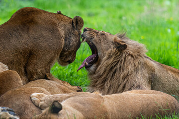 lion and lioness