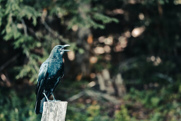 Crow sitting on wooden post in Great Smoky Mountains National Park