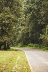 Bosque del Desierto de los Leones