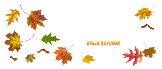 Autumn fall banner with falling colorful maple and oak leaves .  Hello Autumn background