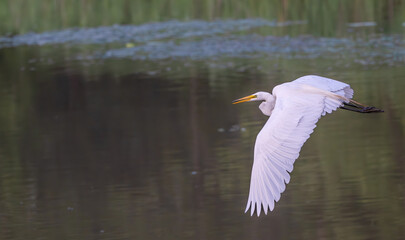 Great egret, or white heron, in flight.