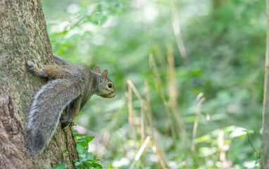 Closeup of a squirrel perched on a tree trunk.
