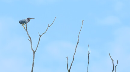 Green heron perched high in a bare tree.