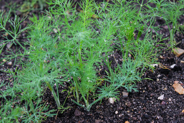 Close up of young dill seedling growing in a garden bed