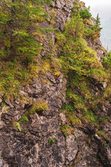 mountain cliff with vegetation and pine trees