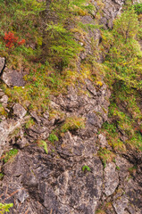 mountain cliff with vegetation and pine trees