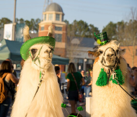 Cute llamas wearing green hats to celebrate Saint Patrick's Day. They are camel family, Camelidae, used by humans for transportation and fleece production. Primarily found in Peru and Bolivia © Minty