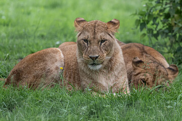 lion and lioness