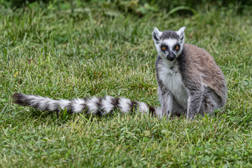 ring tailed lemur catta © jeanluc