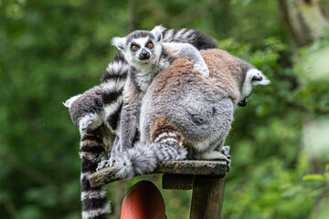 lemur on tree