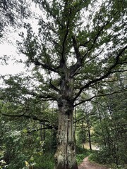Obraz premium trees in the forest
