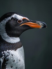 Naklejka premium Majestic Profile of a King Penguin in Rain