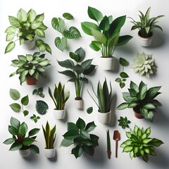 Variety of Green Indoor Plants in Pots on White Background