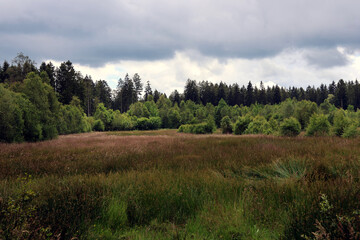 Moorlandschaft im Wald in der Nähe des 