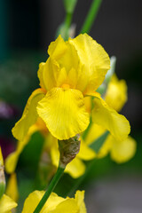 Iris germanica ornamental flowers in bloom, beautiful tall flowering Siberian flag plants in garden, yellow color
