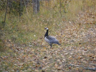 A large barnacle goose on a forest path on a cloudy autumn day against the background of fallen orange foliage. A black and gray large wild bird is resting after a long flight.