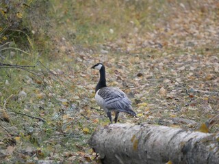 A large barnacle goose on a forest path on a cloudy autumn day against the background of fallen orange foliage. A black and gray large wild bird is resting after a long flight.