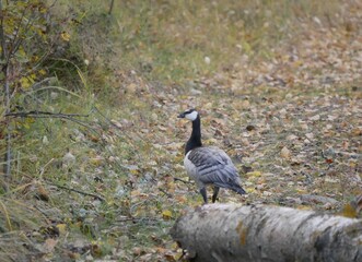 A large barnacle goose on a forest path on a cloudy autumn day against the background of fallen orange foliage. A black and gray large wild bird is resting after a long flight.