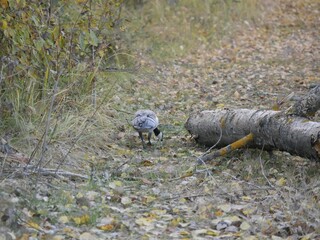 A large barnacle goose on a forest path on a cloudy autumn day against the background of fallen orange foliage. A black and gray large wild bird is resting after a long flight.