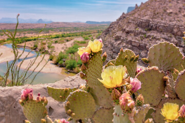 Flowering cactus over the Rio grande © Stephanie