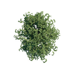 Obraz premium tree top view plant landscape architecture nature garden aerial render.