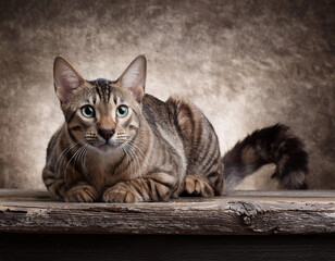 Portrait of a purebred abyssinian cat on wooden plank against to grunge grey background