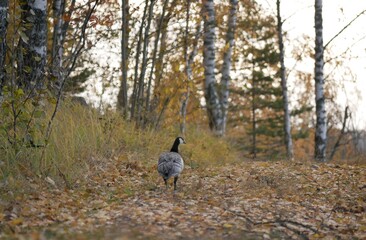 A large barnacle goose on a forest path on a cloudy autumn day against the background of fallen orange foliage. A black and gray large wild bird is resting after a long flight.