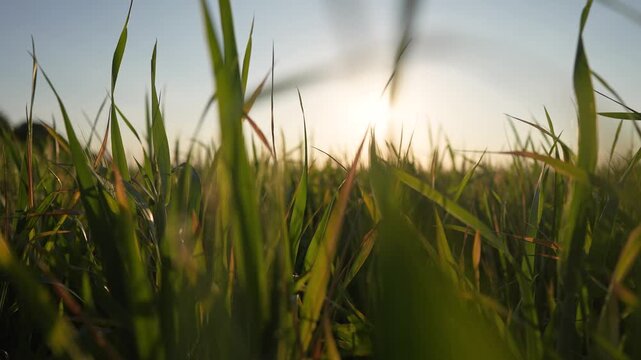 Agriculture. farmer harvests greens from wheat in agriculture. Young crop barley concept. A field of greens and sprouts of wheat. A field farm of sprouts of greens in agriculture after harvest.