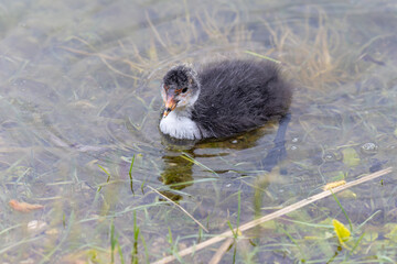 Blässhuhn Küken schwimmt im See