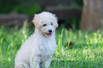 Portrait of sitting puppy dog