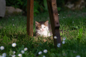 Kitten Resting Under a Wooden Table
