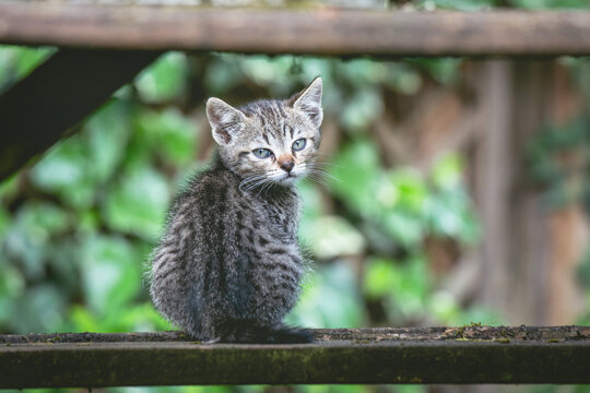 Playful Kittens on a Wooden Bench