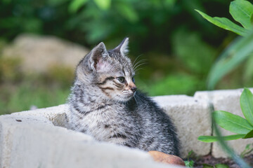 Kitten Sitting in a Concrete Planter