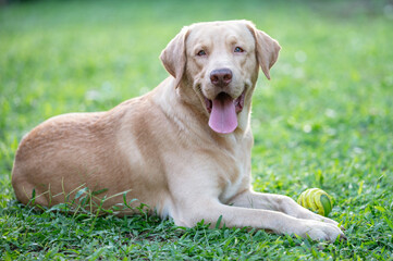 Cheerful labrador dog portrait