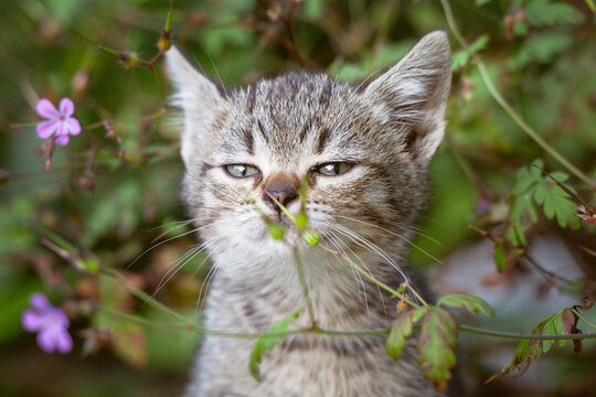 Curious Kitten in the Wild Garden