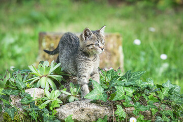  Kitten Observing the Garden from a Rock