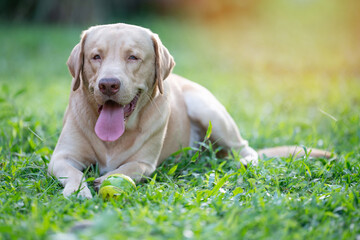 Labrador dog with eye infection