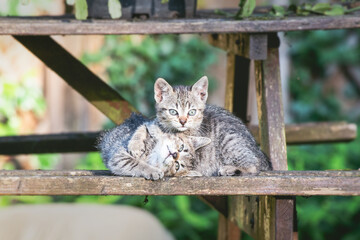 Playful Kittens on a Wooden Bench