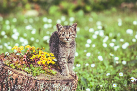 Curious Kitten on a Tree Stump in a Blooming Garden