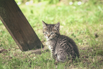 Curious Kitten in the Grass