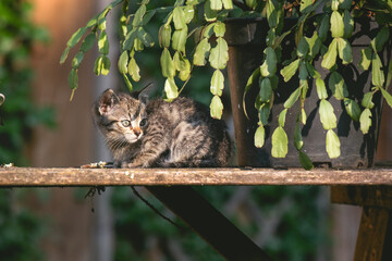 Kitten Resting on a Wooden Table