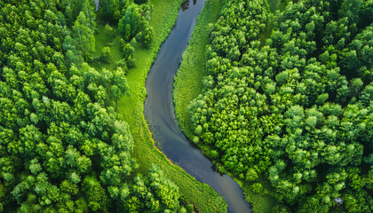 Naklejka premium Aerial view green forest tree texture with a river going through. 