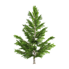 3d rendering of Picea plant