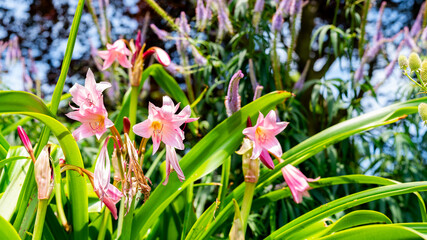 Obraz premium garden background, colorful flowers blooming in spring, beautiful flower garden view