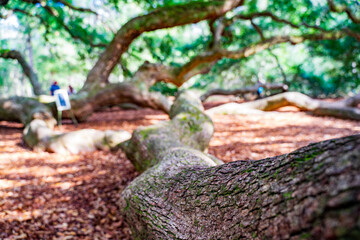 fairytale-esque Angel Oak Tree near Charleston City, South Carolina, USA. No entrance fee. The tree is 400-500 years, 60 ft. tall with a wide canopy, massive branches