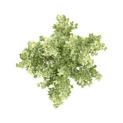 Obraz premium Acer platanoides plant on isolated Canvas