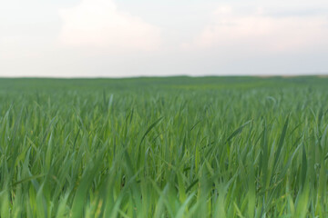 green wheat field in spring