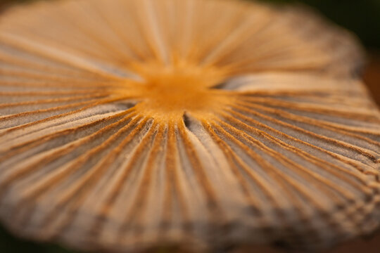 Fragile dapperling (Leucocoprinus fragilissimus) 15983