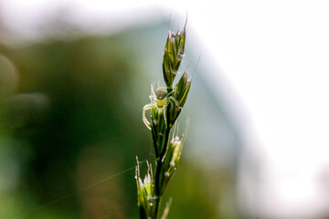 photo of a green spider